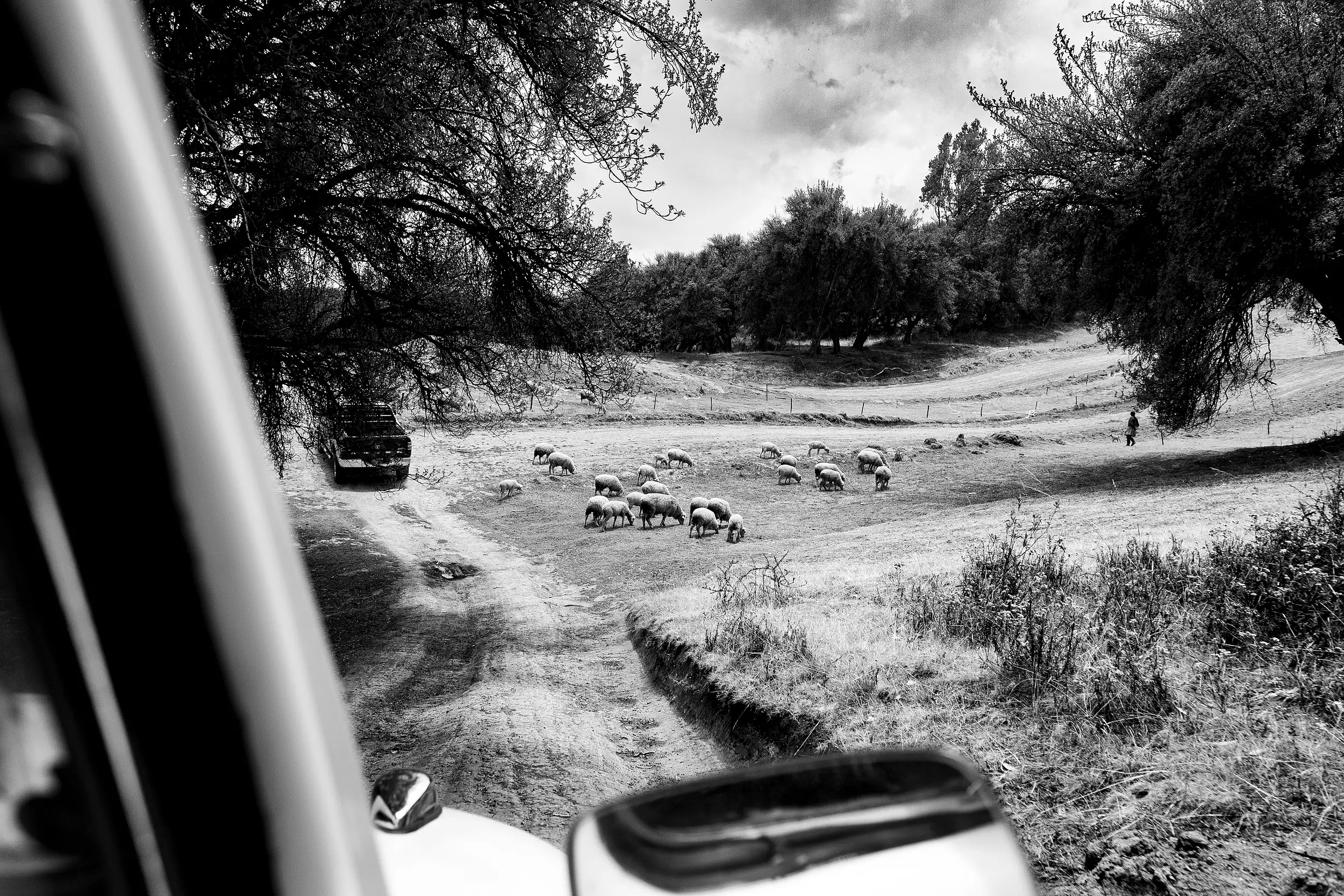 Vocho camino al campo junto con ovejas de lado