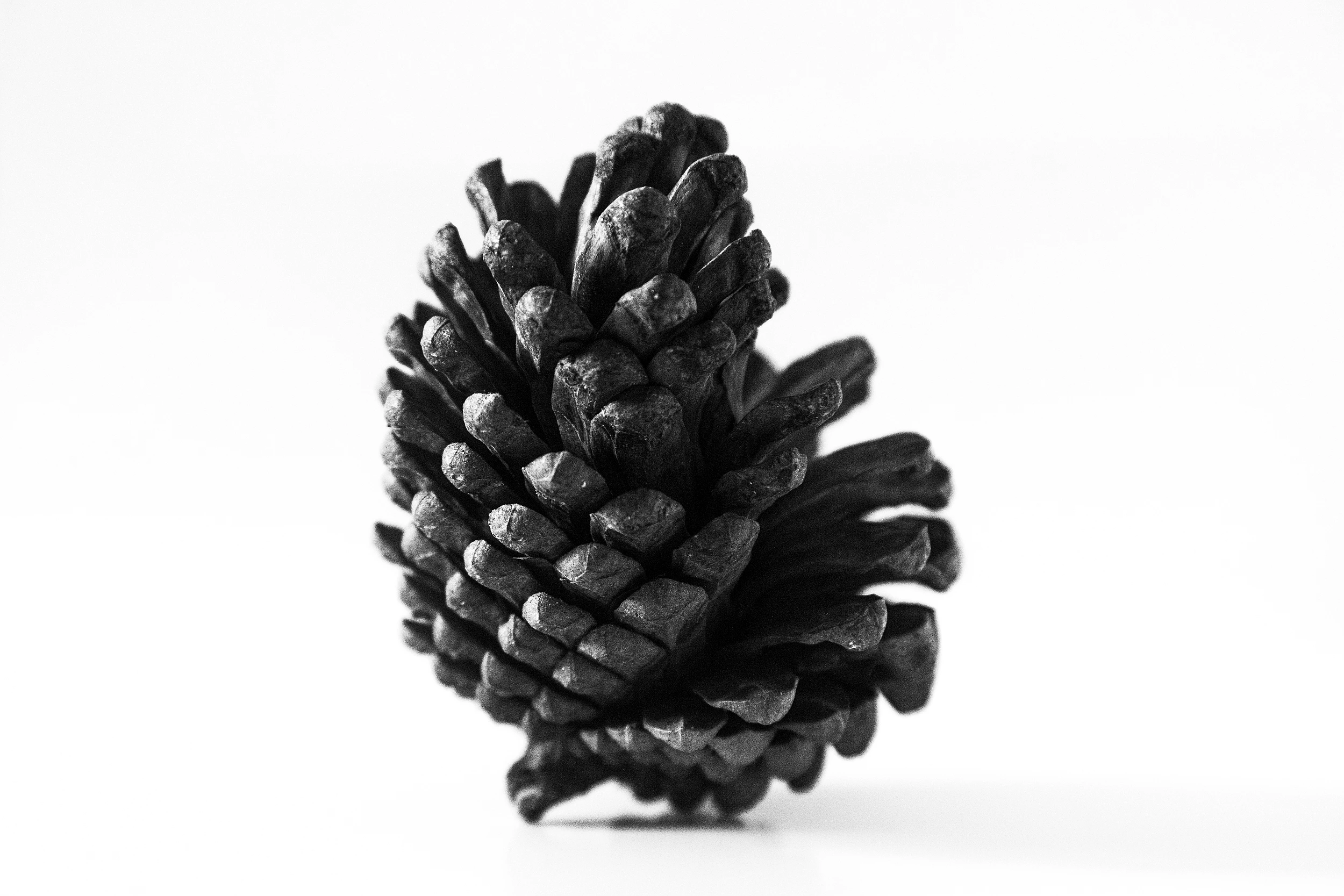 Piña con forma de escalera en blanco y negro